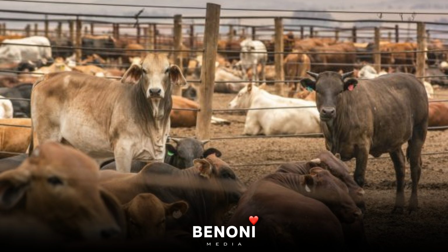 FMD - What it means for local Beef Prices Benoni Media