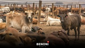 FMD - What it means for local Beef Prices Benoni Media