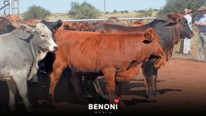 Foot and Mouth Disease Spread to Free State Benoni Media